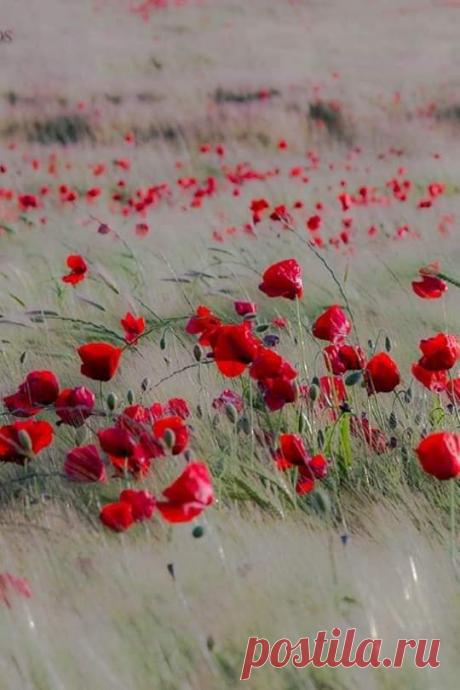 Ковыль и мак. ❤️😍