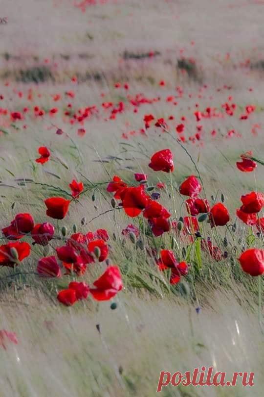 Ковыль и мак. ❤️😍
