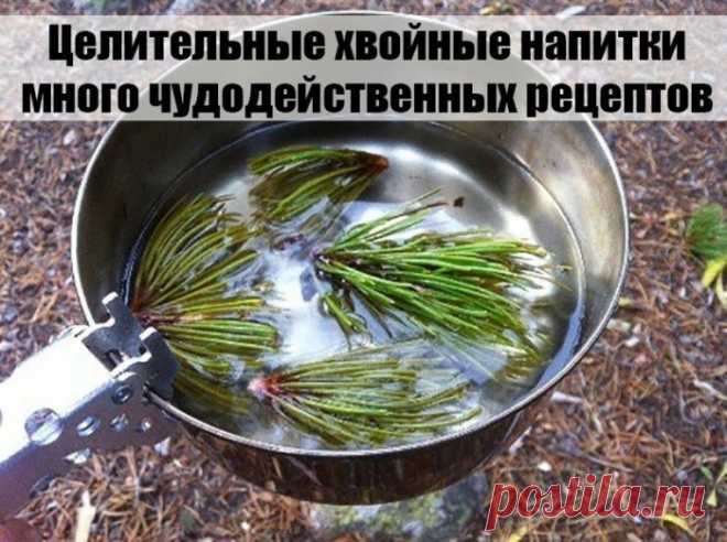 ЦЕЛИТЕЛЬНЫЕ ХВОЙНЫЕ НАПИТКИ