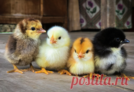 Cómo determinar el sexo de un pollo: las 4 mejores formas. Uno es muy simple y muestra un resultado 100% verdadero | Colmenar de los Artishchevs | YandexZen