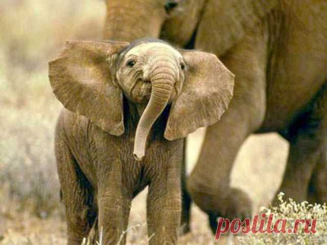 funny-baby-elephant-6.jpg (640×480)
