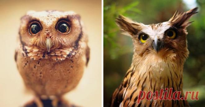 19 гипнотически красивых сов, пойманных в объектив фотографа 