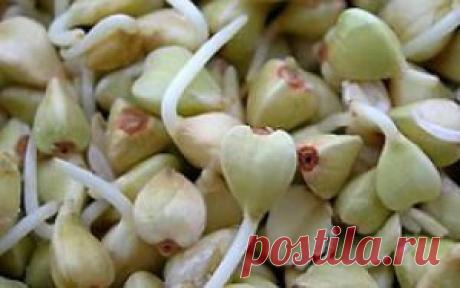 Пророщенная гречка польза и вред. Зелёная гречка полезные свойства / Гречка