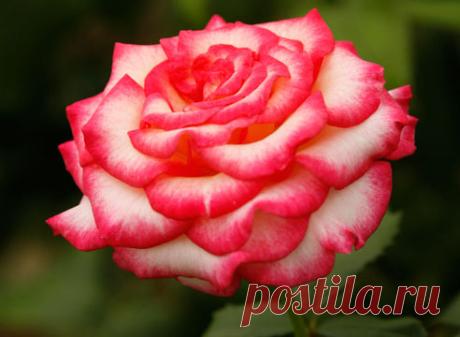 РОЗА-КОРОЛЕВА ЦВЕТОВ!!!!!! - 527 фото. Фотографии olga zadorojnaya.