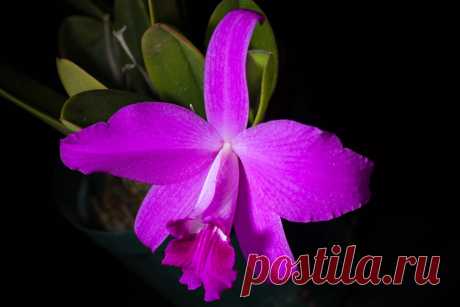[Bahia, Brazil] Cattleya sincorana 'Red Bulb' (Schltr.) Van den Berg, Neodiversity 3: 11 (2008)