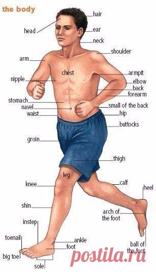 Фразеологизмы о частях тела  / Неформальный Английский