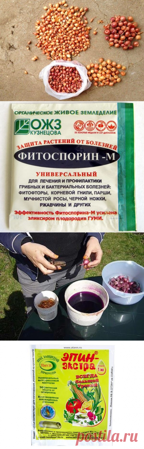 Лук севок: подготовка и обработка севка перед посадкой в открытый грунт