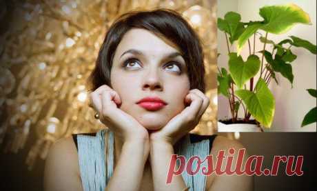 Как ухаживать за комнатными растениями весной? / Домоседы