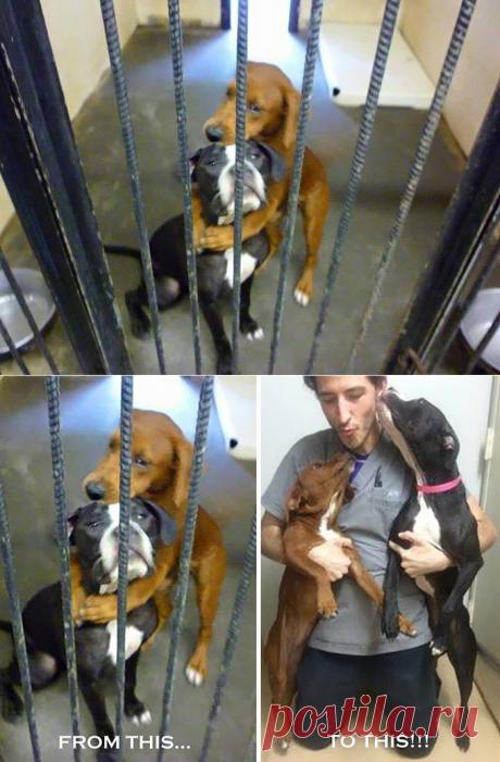 Объятия, спасшие от смерти | Все о наших питомцах