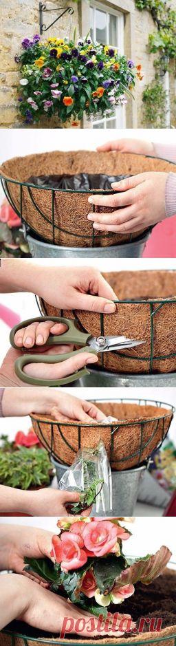 Однолетники в подвесных корзинах - особенности посадки. - Садоводка