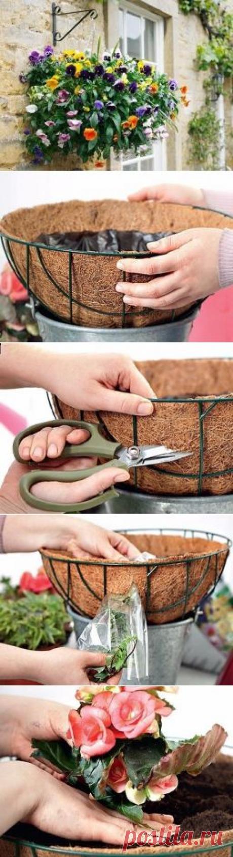 Однолетники в подвесных корзинах - особенности посадки. - Садоводка