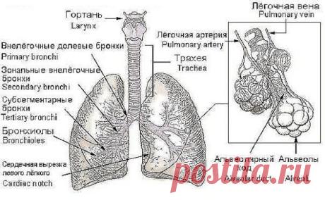 (32) Одноклассники