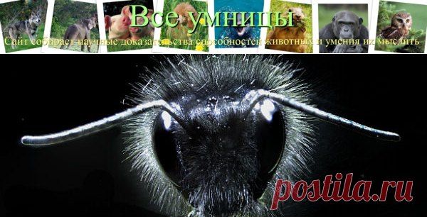 Волоски пчел чувствуют электричество | Все умницы