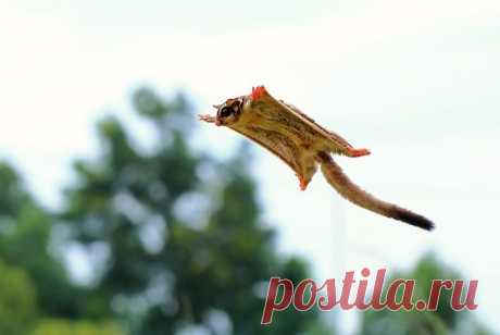 Сахарный поссум - это само очарование!