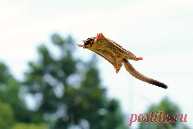 Сахарный поссум - это само очарование!