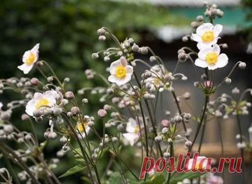 Эффектные цветники для участка в тени — 6 соток