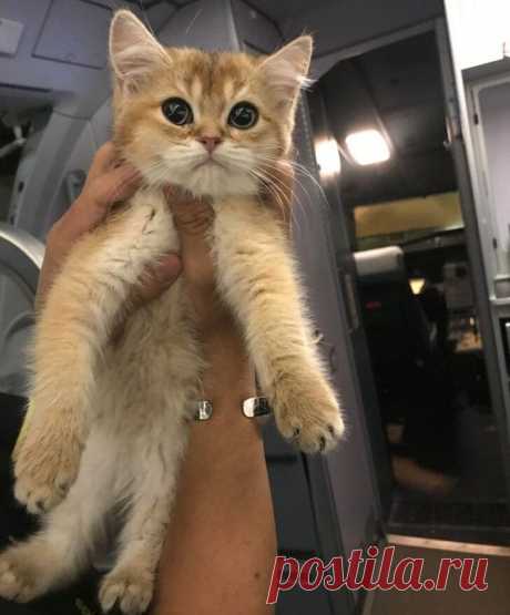 Фото, просмотрев которые, вы обязательно захотите завести кота