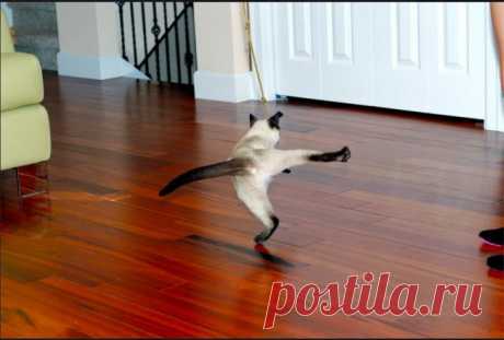 Улыбки вокруг нас: пост, который сразу поднимет ваше настроение - У нас так