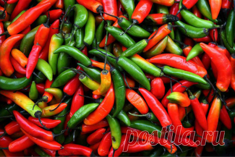 6 фактов о пользе острой еды 



Острый вкус дан перцу природой для того, чтобы отпугивать животных, пытающихся его съесть. Однако уникальная пищеварительная система человека позволяет ему употреблять в пищу даже то, что остальны…
