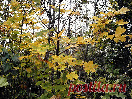 Клён остролистный от боли в суставах..