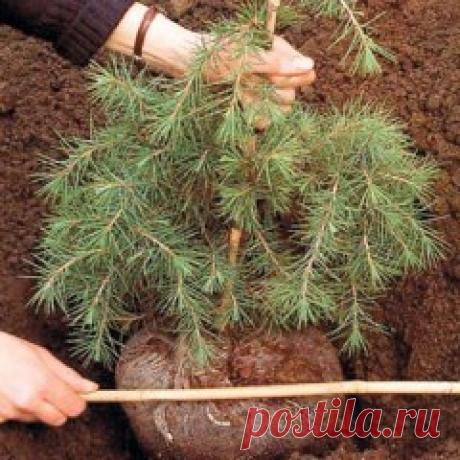 (16) Одноклассники