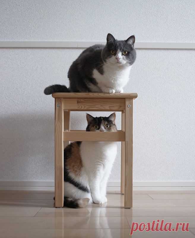 guremike #9