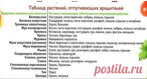 #Копилка_садовода_garshinka:  какие цветы отпугивают вредителей?