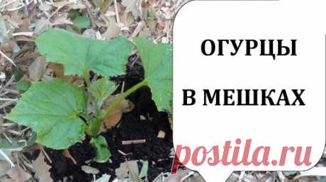 Огурцы🥒 Огурцы в мешках 🥒 Выращивание огурцов без огорода 🥒 Супер способ посадки для лучшего урожая | С грядки - к столу | Дзен