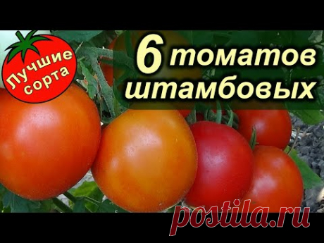 ШТАМБОВЫЕ УРОЖАЙНЫЕ ТОМАТЫ 2021 (лучшие сорта томатов)