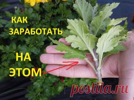 Размножение Хризантемы Круглый Год.