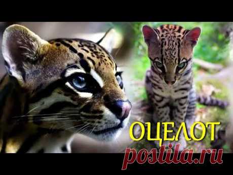 Красивая дикая кошка оцелот с хитрыми глазами на ушах