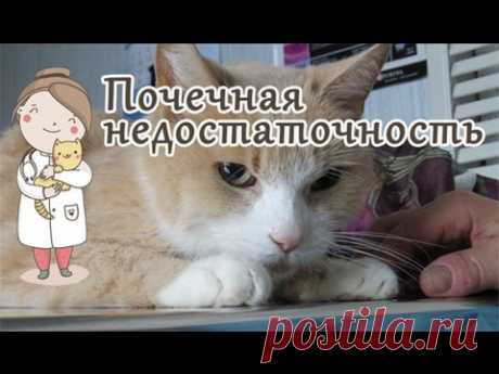 Почечная недостаточность у кота, симптомы. Советы ветеринара