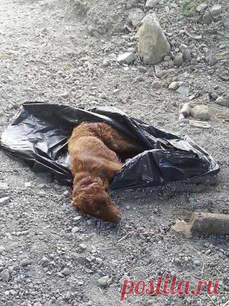 Две девушки услышали крик о помощи доносящийся из мусорного мешка... 
Две девушки-туристки приехали на Юг Италии, чтобы полюбоваться прекрасными пейзажами Мессины. Но, судьба подкинула им неожиданную находку.
Прогуливаясь в дол реки, девушки увидели большой мусорный па…