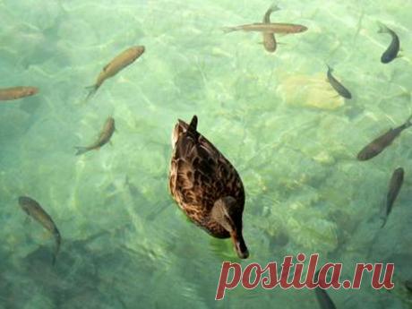 птичий рай аггельский национальный парк: 15 тыс изображений найдено в Яндекс.Картинках