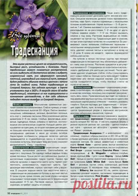 Традесканция