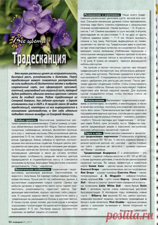 Традесканция