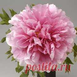 Пион древовидный Пинк - купить саженцы из питомника, цена в Нижнем Новгороде