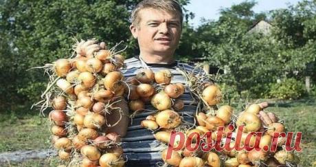 Теперь я каждый год получаю вдвойне большой урожай лука: 4 эффективных совета Чтобы ежегодно не мучиться вопросом «почему опять лук не уродился», прочитайте и сохраните несколько моих секретов ухода за ним.