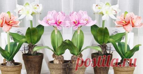 Она добавила это средство в горшок с цветами. Благодаря маленькой хитрости случилось чудо…