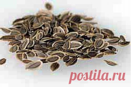 Семена укропа. Полезные свойства. Лечение. Применение. Противопоказания | Блог Ирины Зайцевой