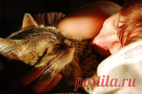 🐱Почему некоторые кошки ложатся "в головах", а некоторые "в ногах" у своего владельца | Нос, хвост, лапы | Дзен