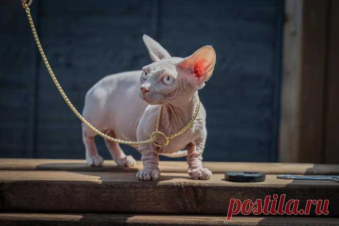 Булли-коты (Bully Cat): что за порода и почему их хотят запретить