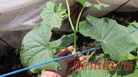 Жалею что раньше не знала. Подкормка огурцов от пожелтения и гнилей на любой стадии роста. | Сад огород лайф. (Статьи) | Яндекс Дзен