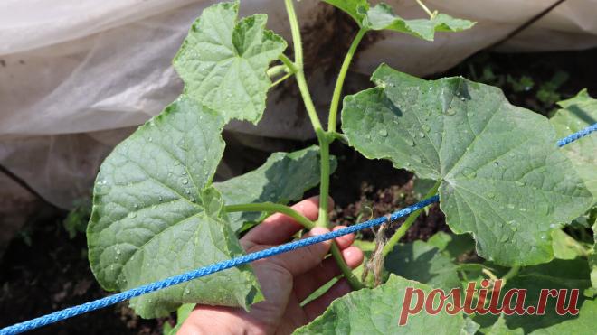 Жалею что раньше не знала. Подкормка огурцов от пожелтения и гнилей на любой стадии роста. | Сад огород лайф. (Статьи) | Яндекс Дзен