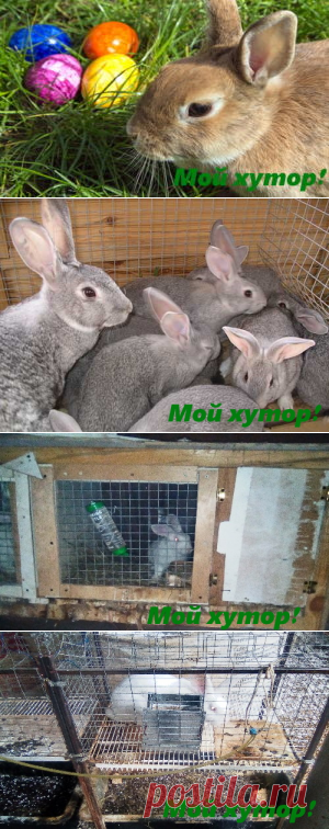 Кролиководство в приусадебном хозяйстве &#8212; Мой хутор!