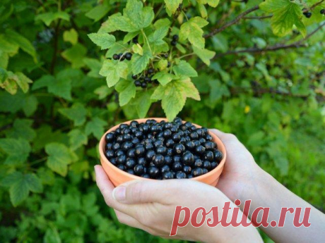 Экологическое садоводство – как получить отменный урожай ягод без "химии"