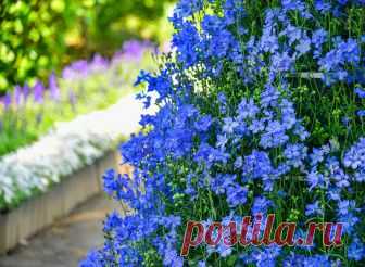 Rose garden at Ashikaga Flower Park,Япония