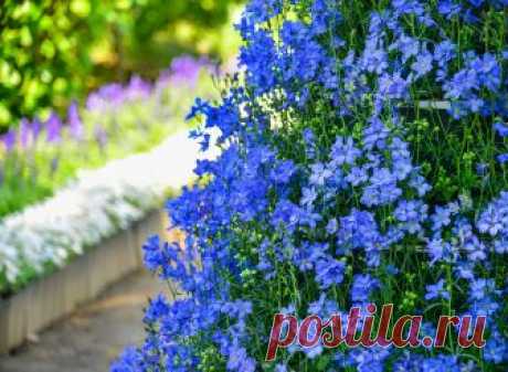 Rose garden at Ashikaga Flower Park,Япония