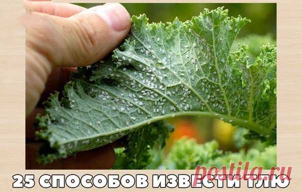 Как извести тлю? 25 способов извести тлю.