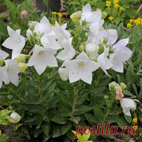 Цветок-шар (Platycodon grandiflorus)